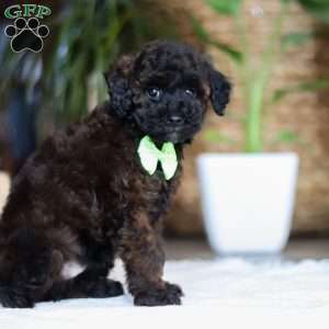 Sprout, Miniature Poodle Puppy